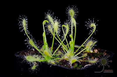 Drosera intermedia "anthocyanin free"