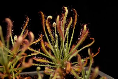 Drosera chrysolepsis
