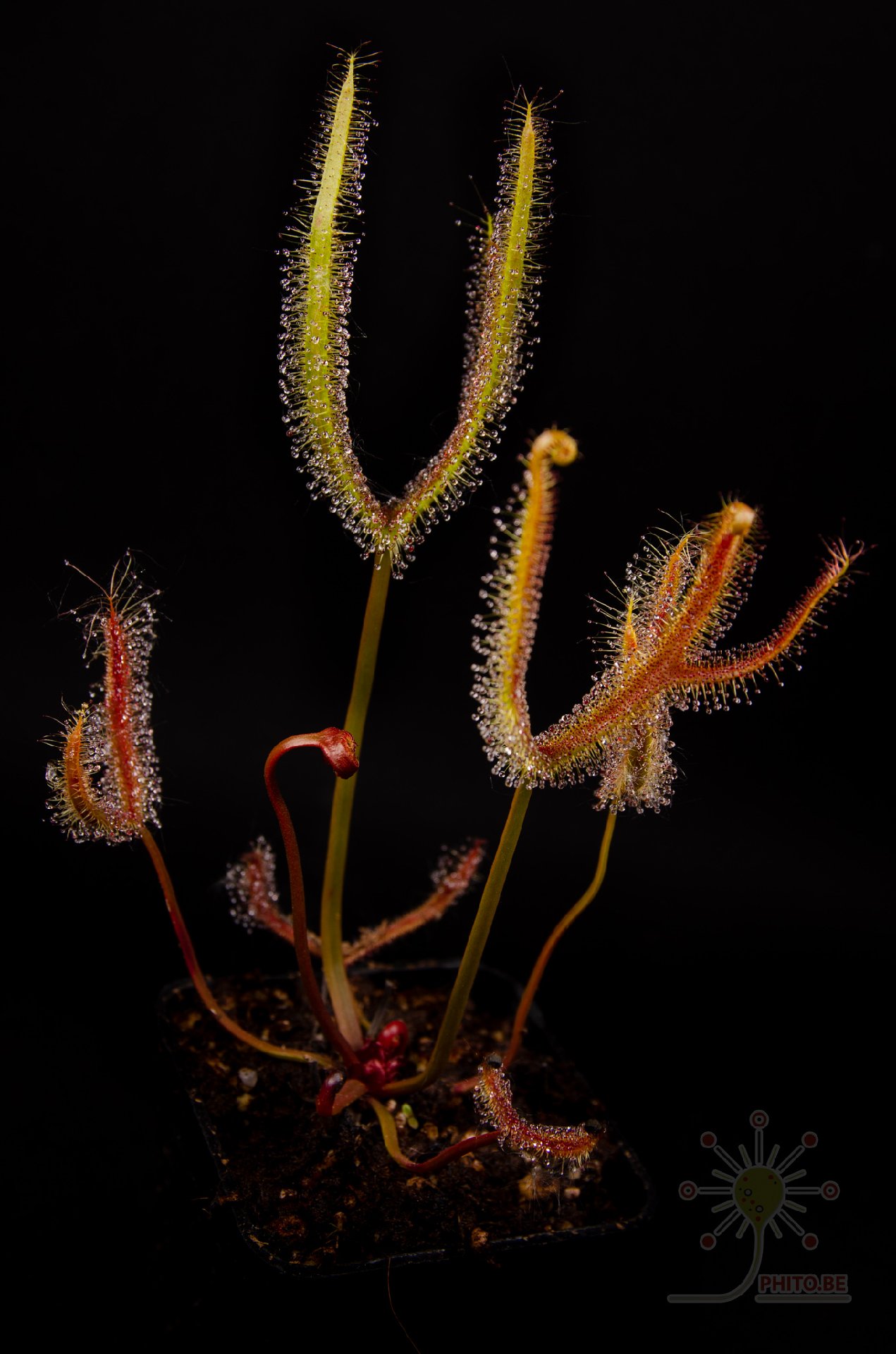 Drosera binata "Golden Green"
