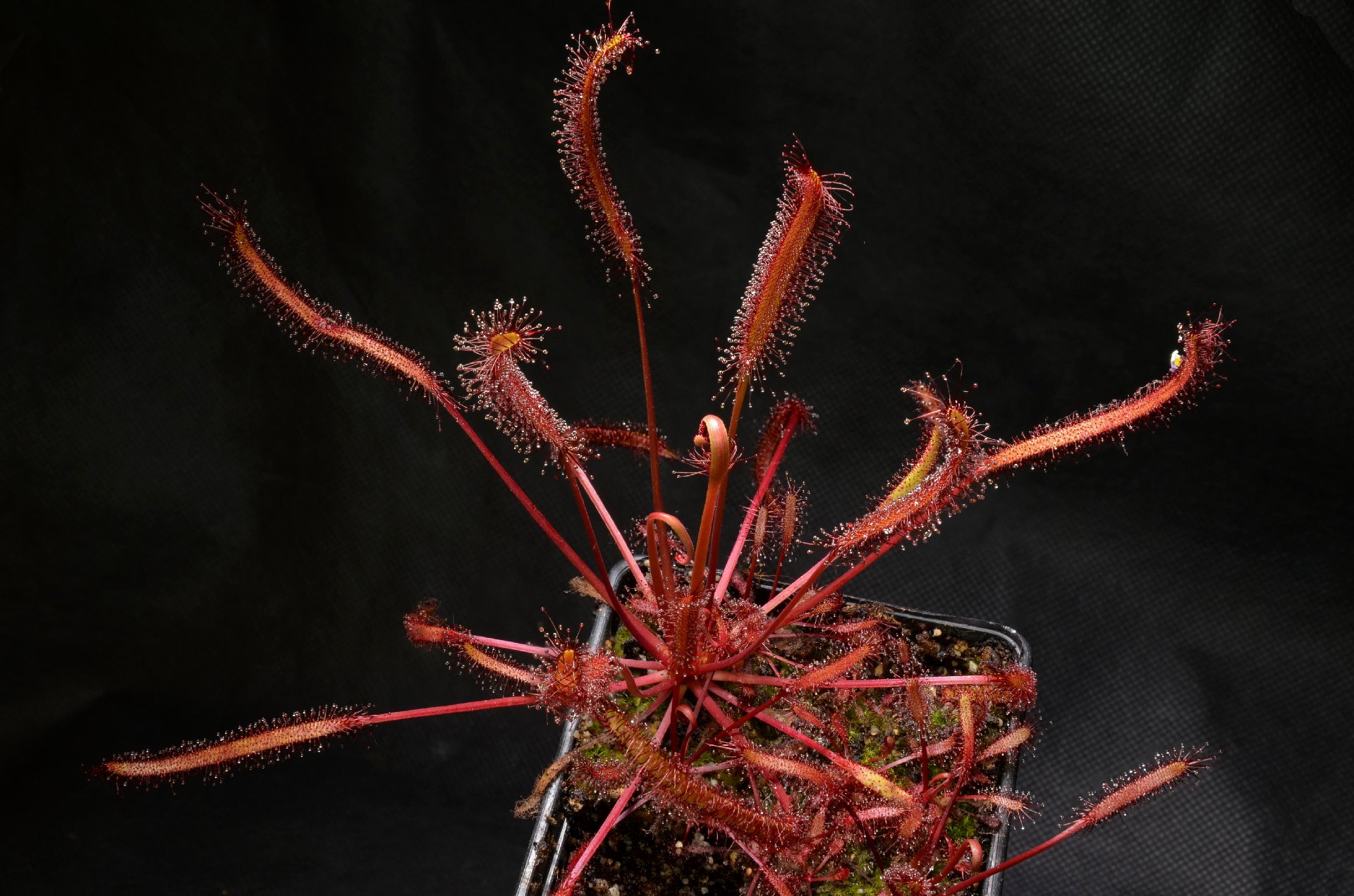 Drosera capensis "all red"