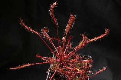 Drosera capensis "all red"