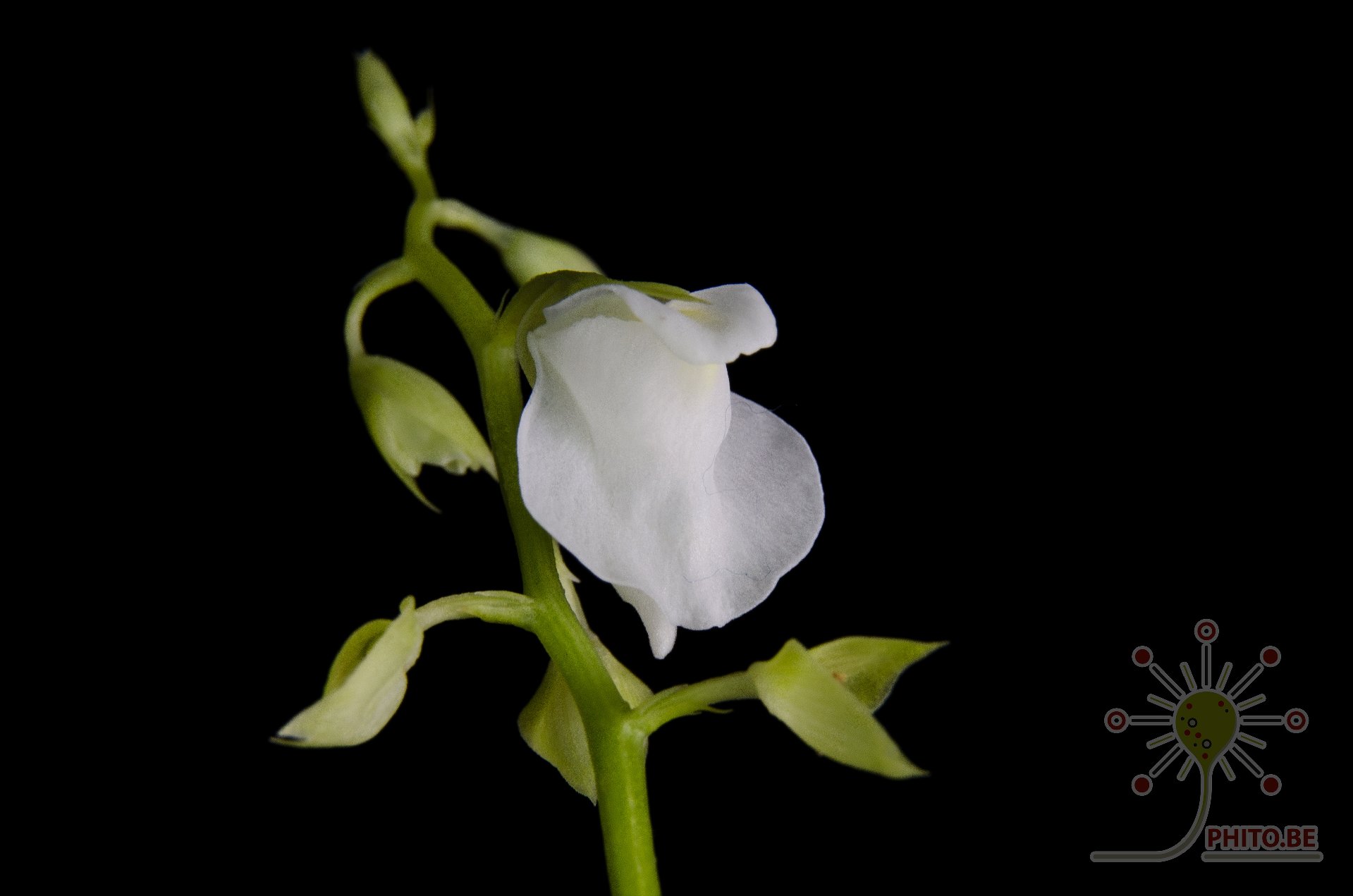 Utricularia calycifida "Lavinia Whateley"
