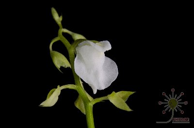 Utricularia calycifida "Lavinia Whateley"