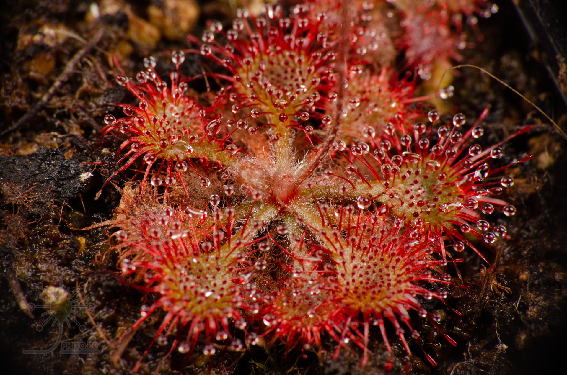 Drosera pilosa