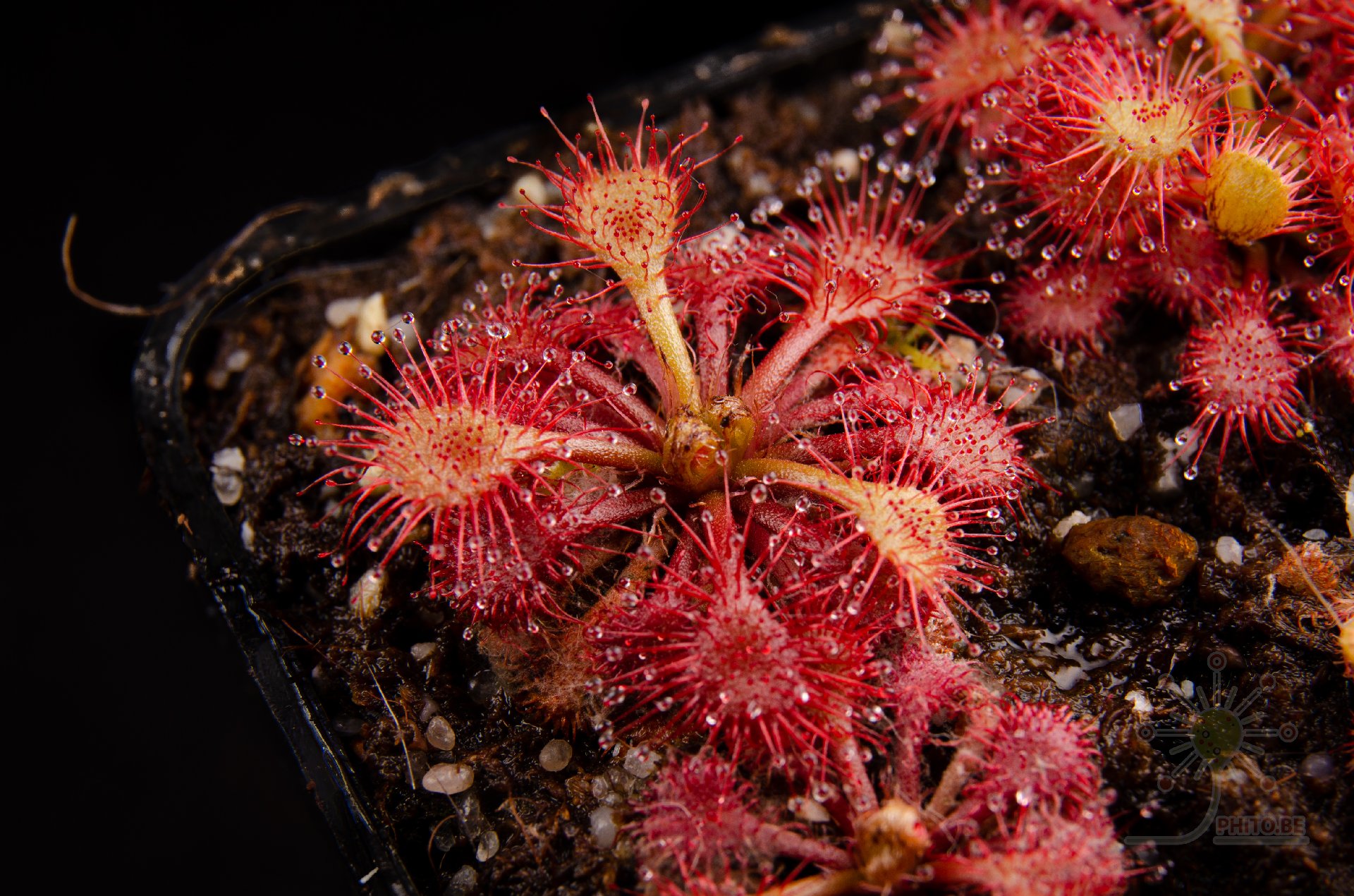 Drosera kaieteurensis