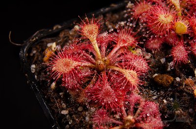 Drosera kaieteurensis