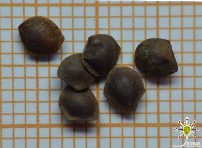 Mimosa pudica - 10+ seeds