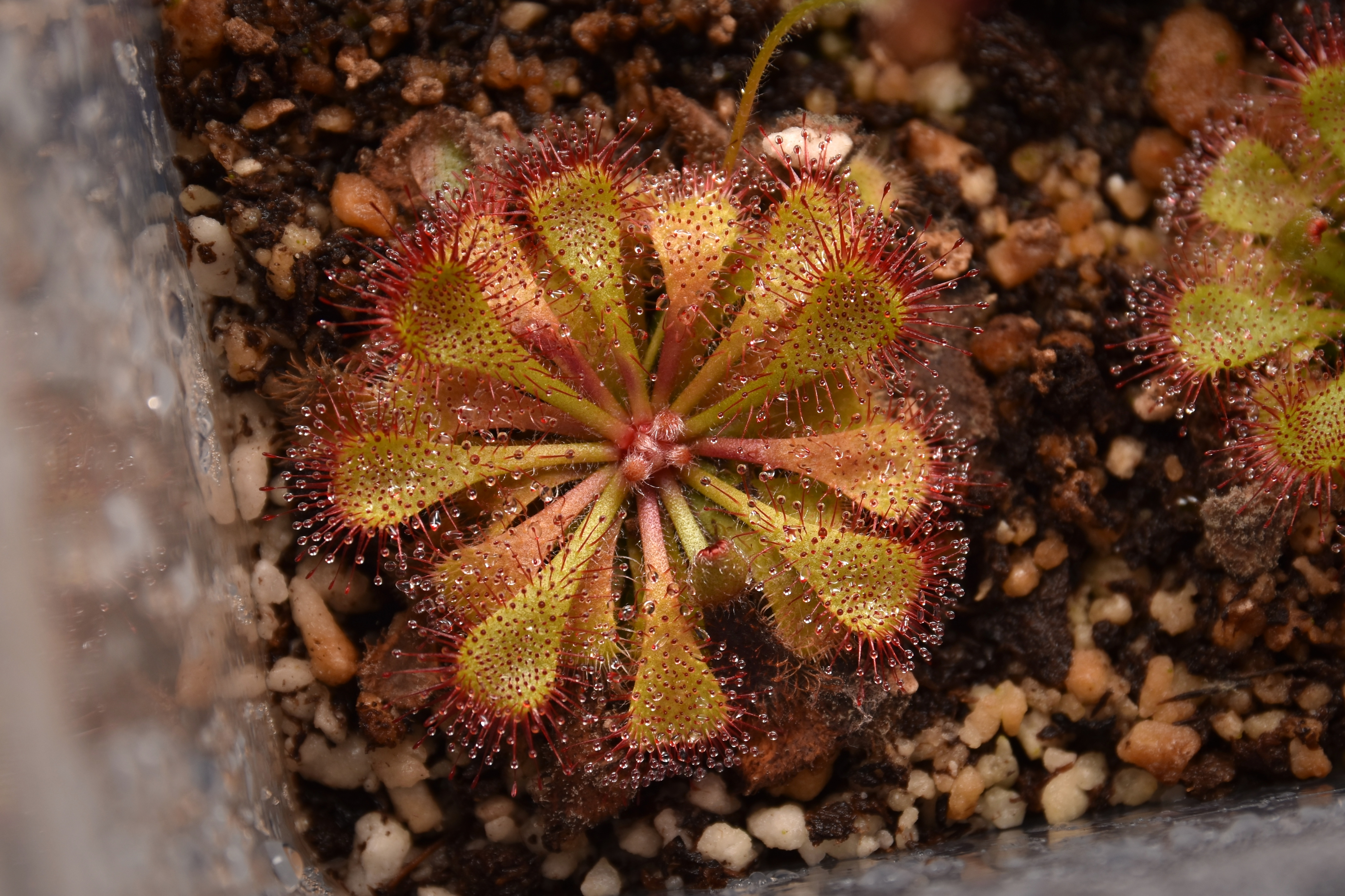 Drosera sp. K.