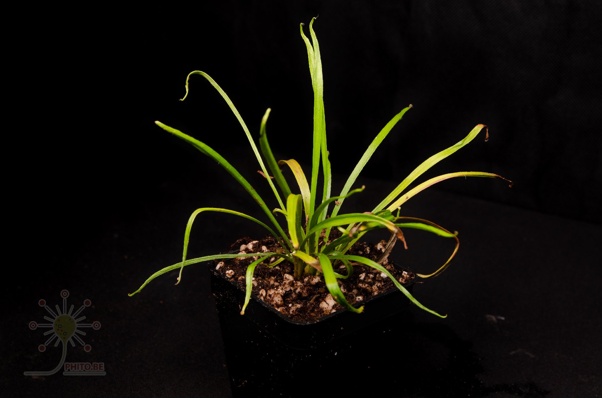 Drosera caduca