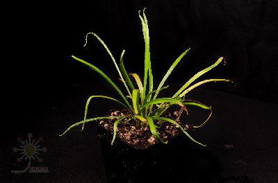 Drosera caduca
