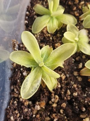 Pinguicula caerulea