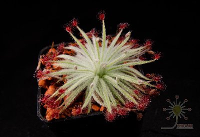 Drosera aff. lanata