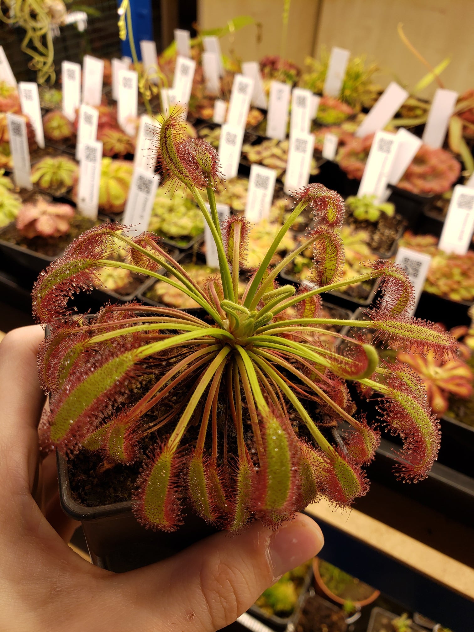 Drosera capensis "Droopy"