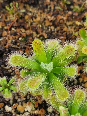 Drosera esterhuyseniae (true species)