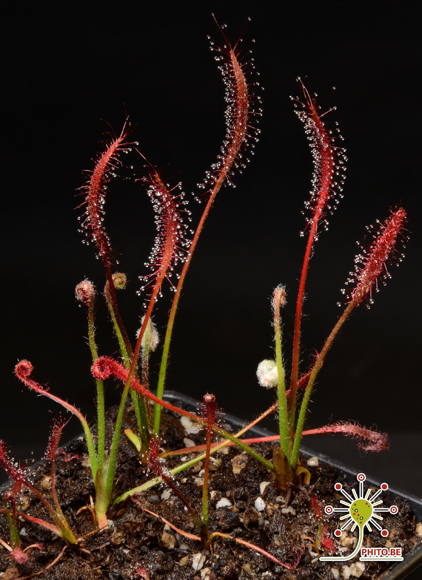 Drosera camporupestris