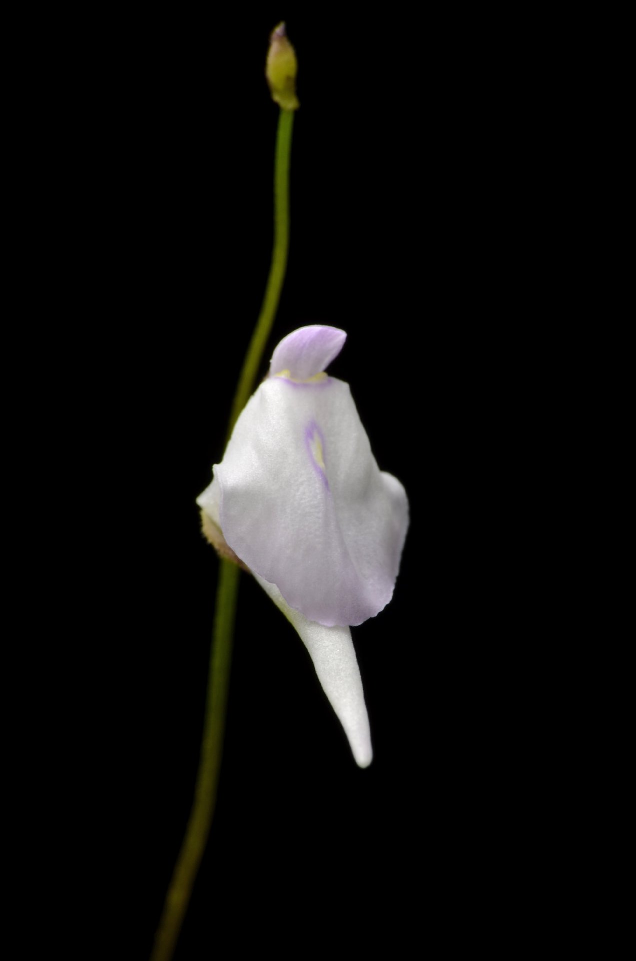Utricularia pubescens