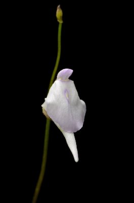 Utricularia pubescens