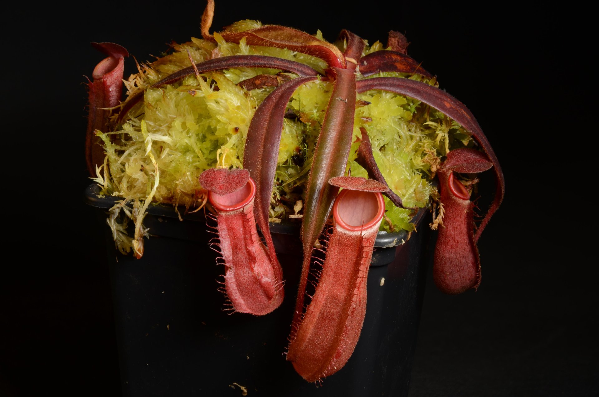Nepenthes albomarginata "red"