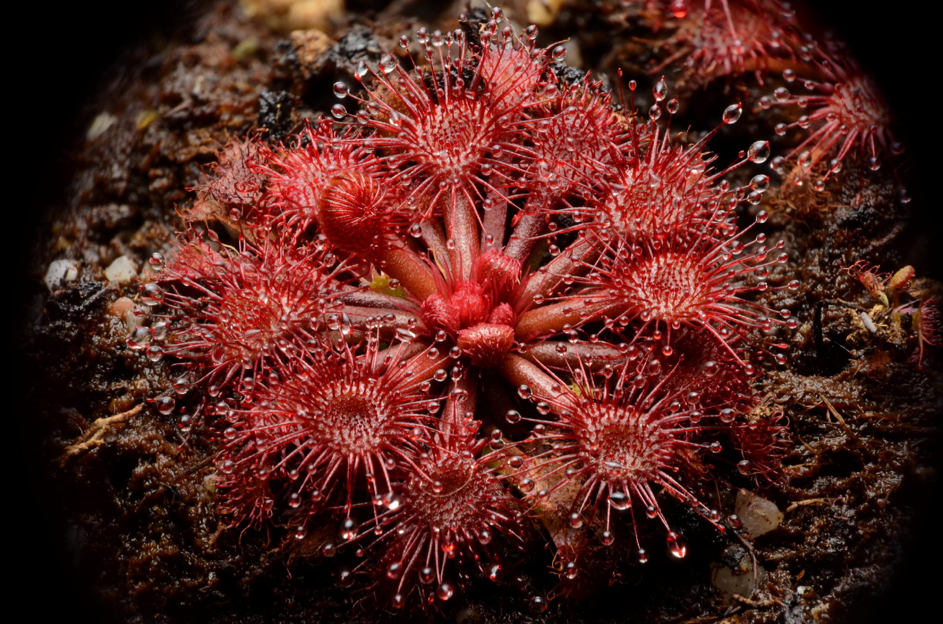 Drosera felix