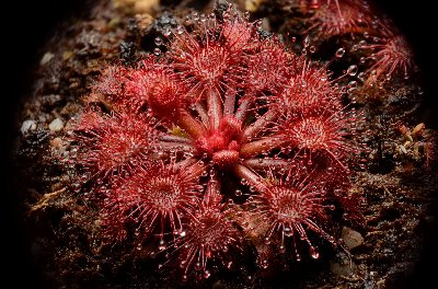 Drosera felix