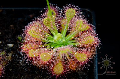 Drosera capillaris "Emerald's Envy"