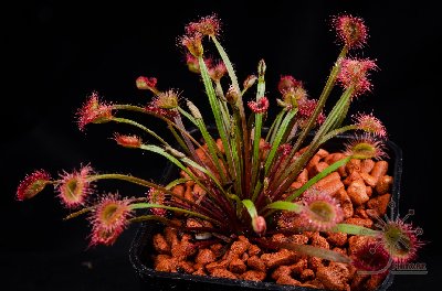 Drosera petiolaris hybrid #1