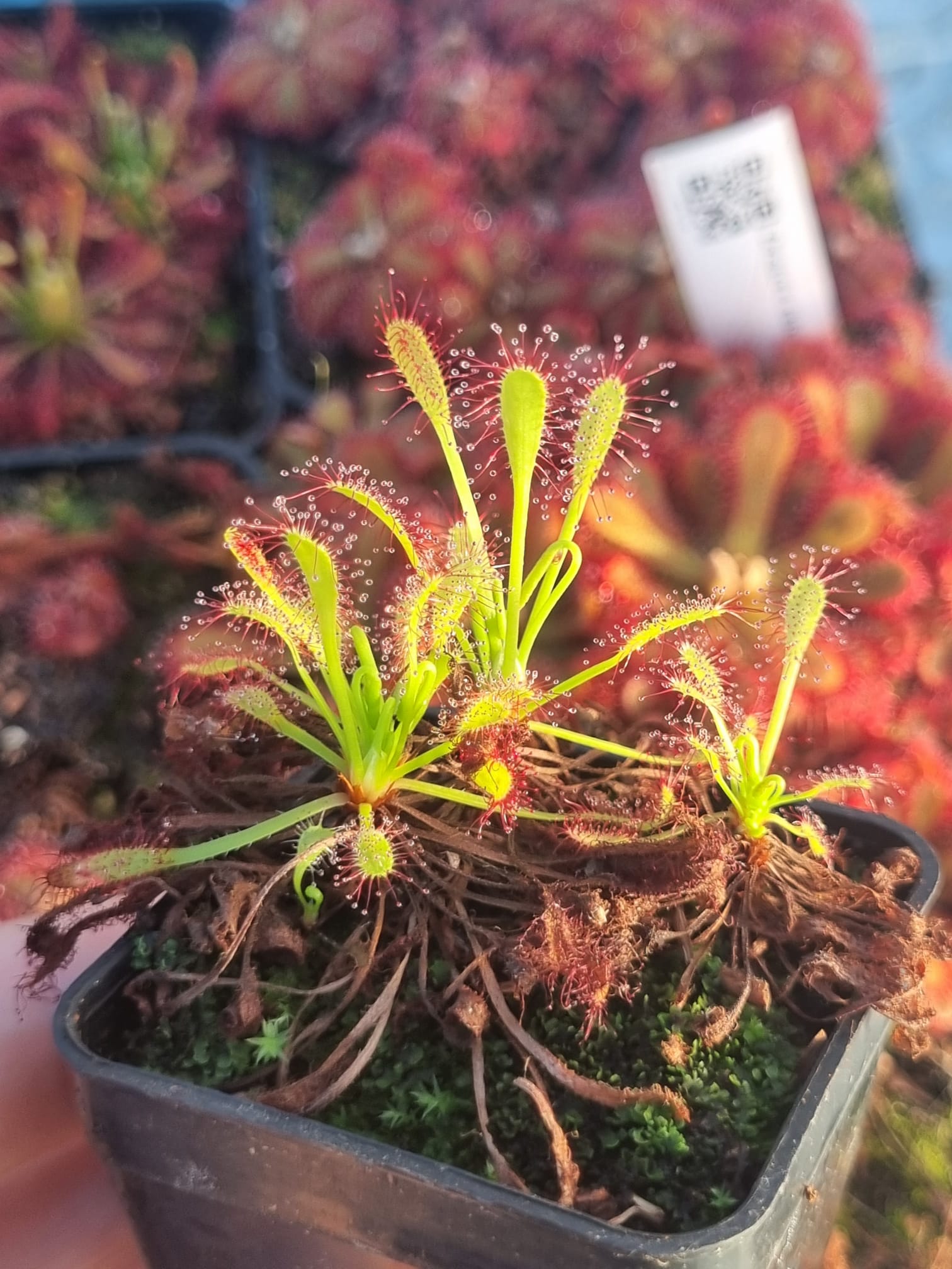 Drosera capensis