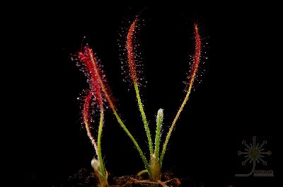 Drosera camporupestris