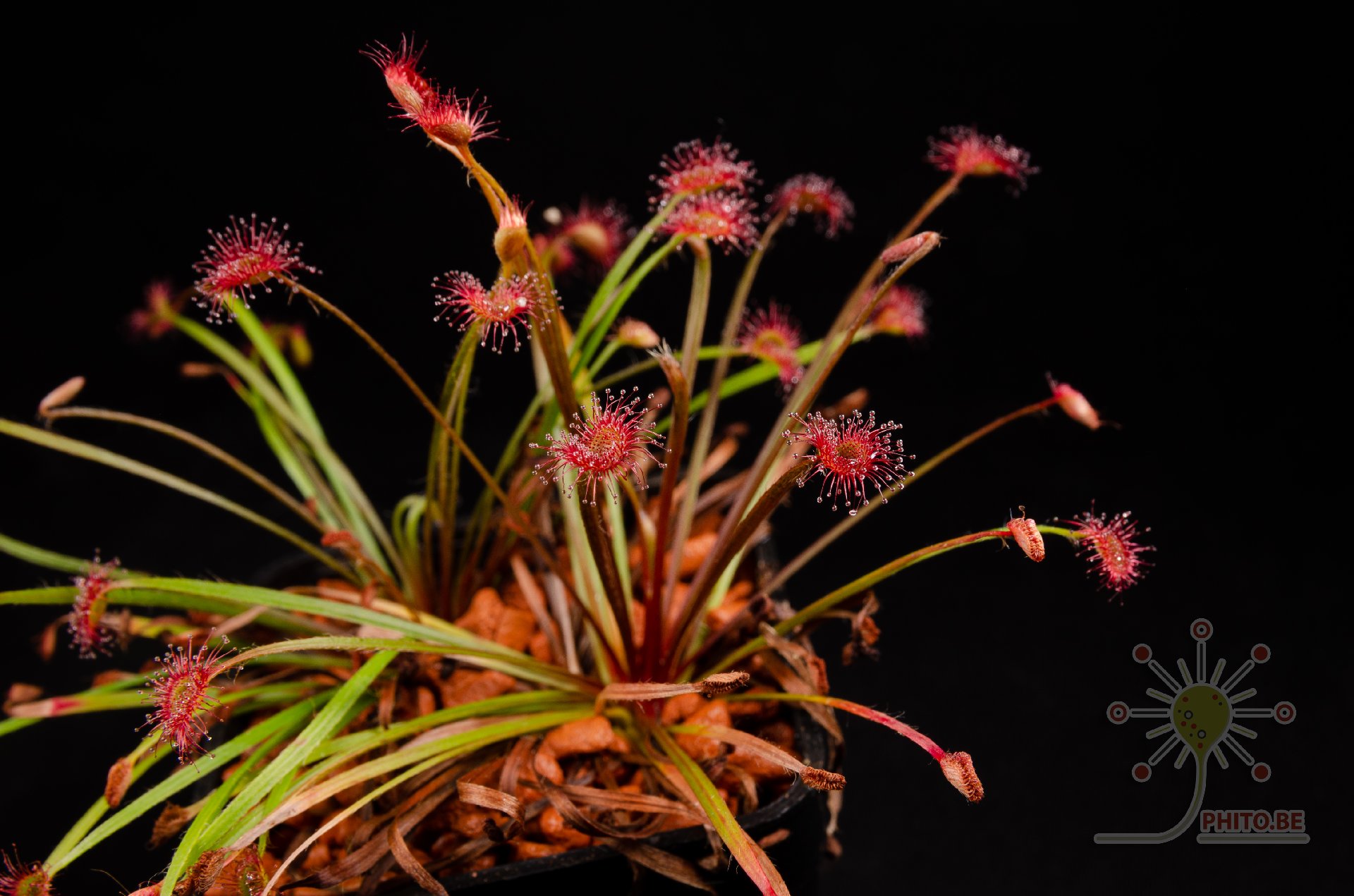 Drosera petiolaris