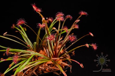 Drosera petiolaris
