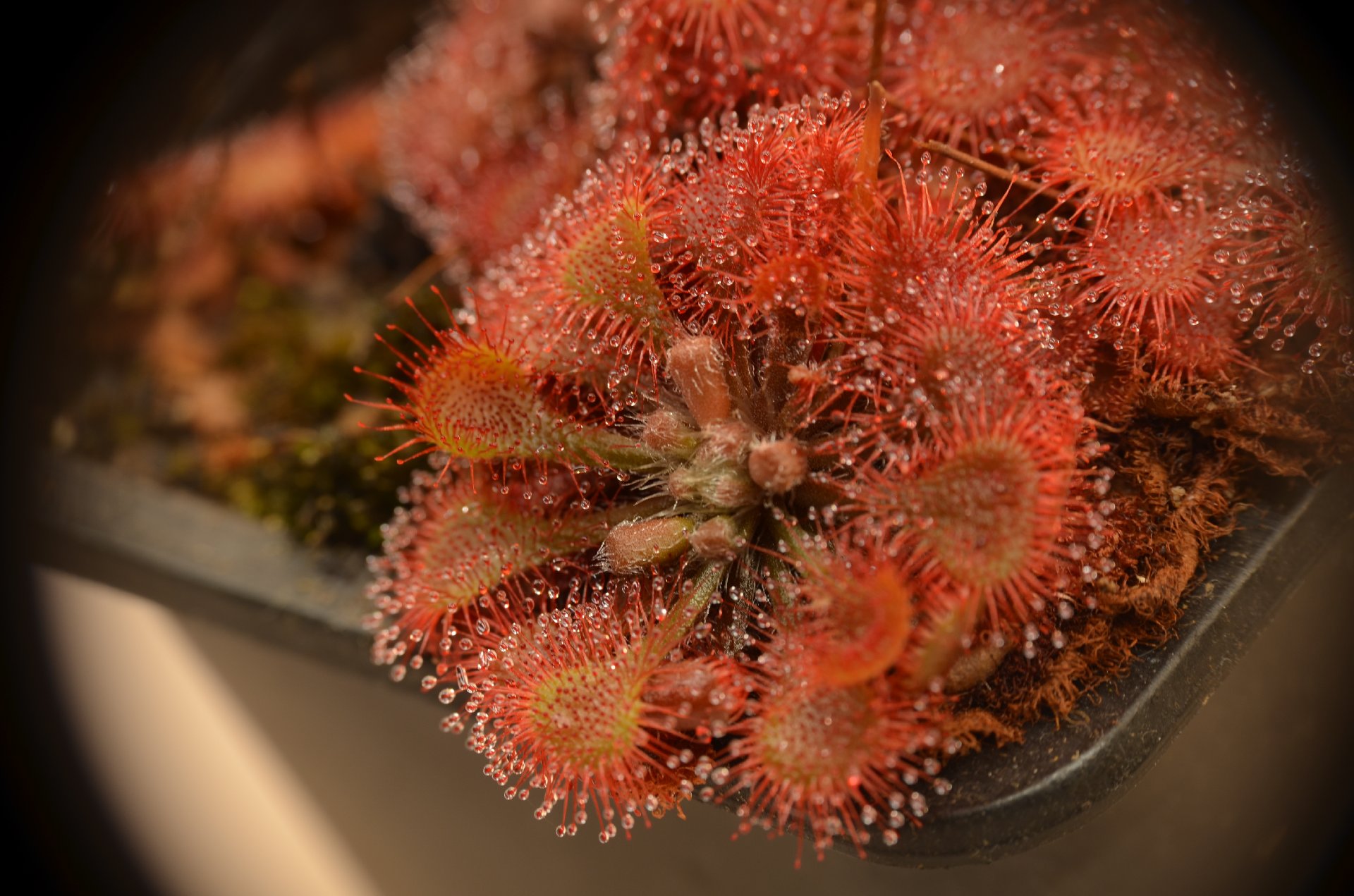 Drosera tokaiensis