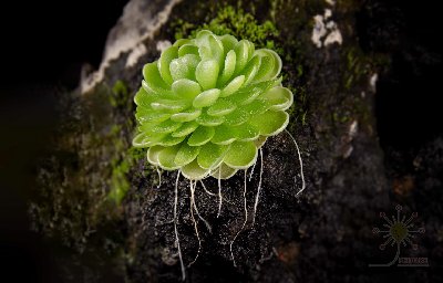 Pinguicula esseriana