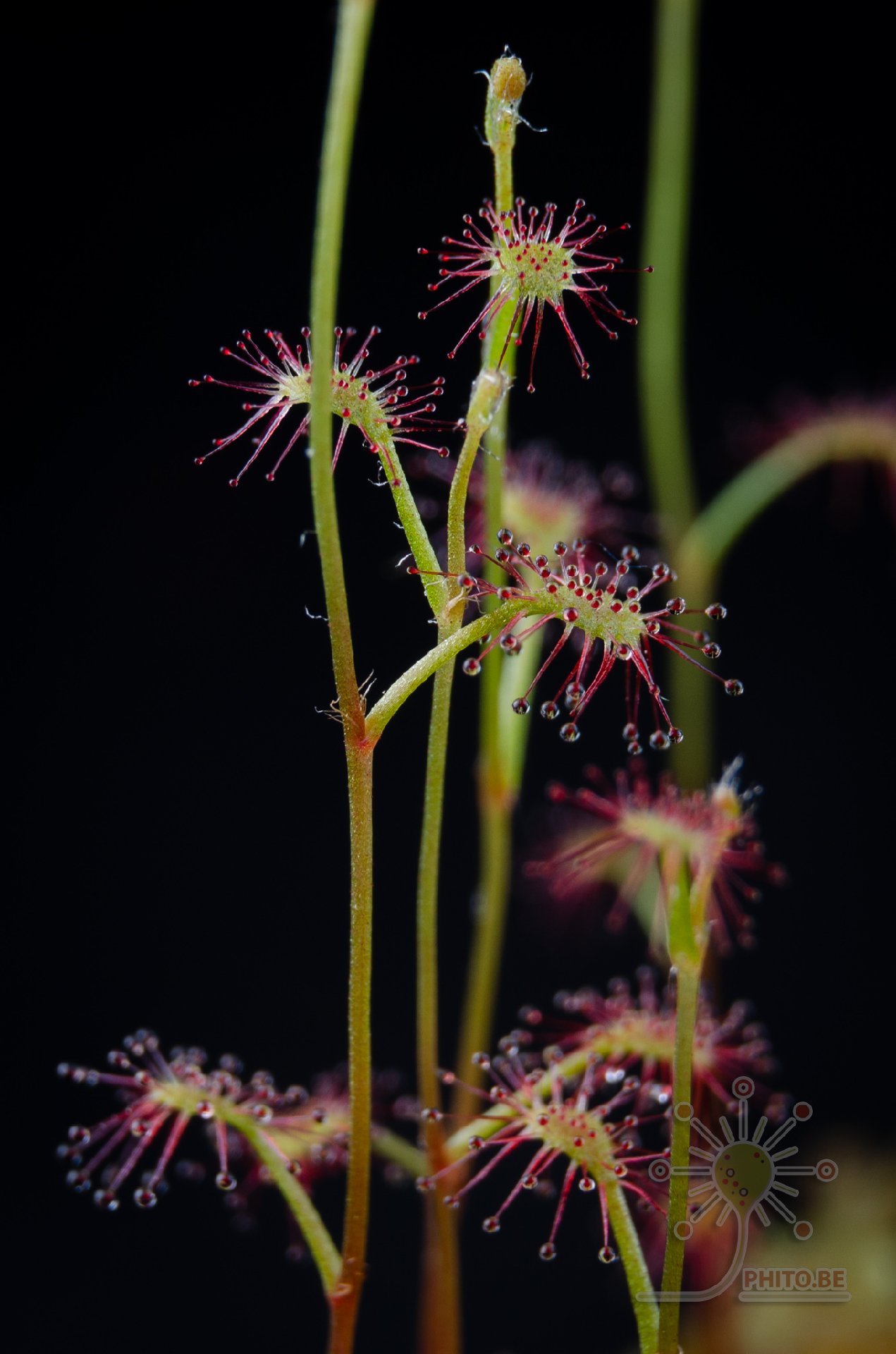 Drosera flexicaulis