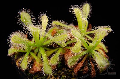 Drosera venusta "anthocyanin free"
