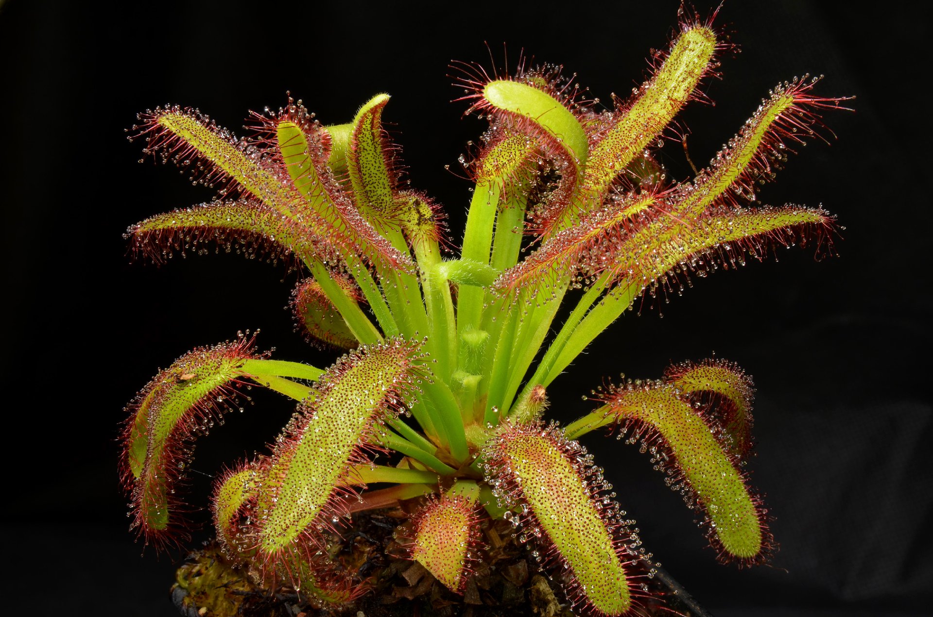 Drosera capensis WF x aliciae