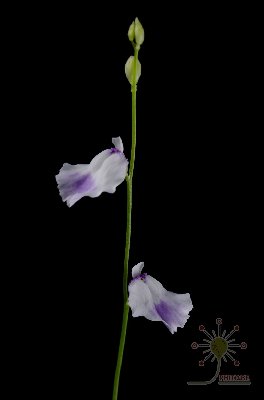 Utricularia livida "large form"