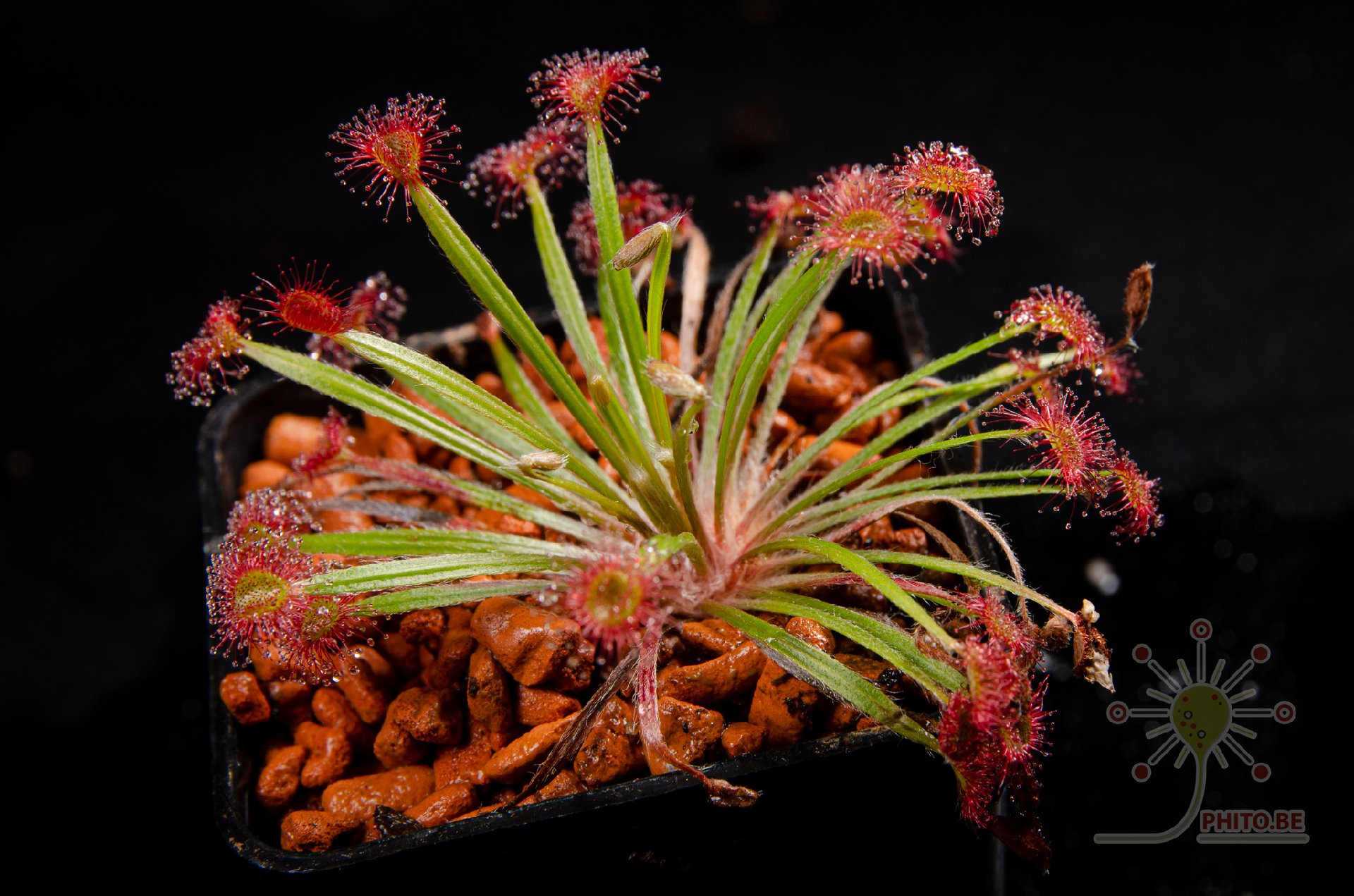 Drosera petiolaris