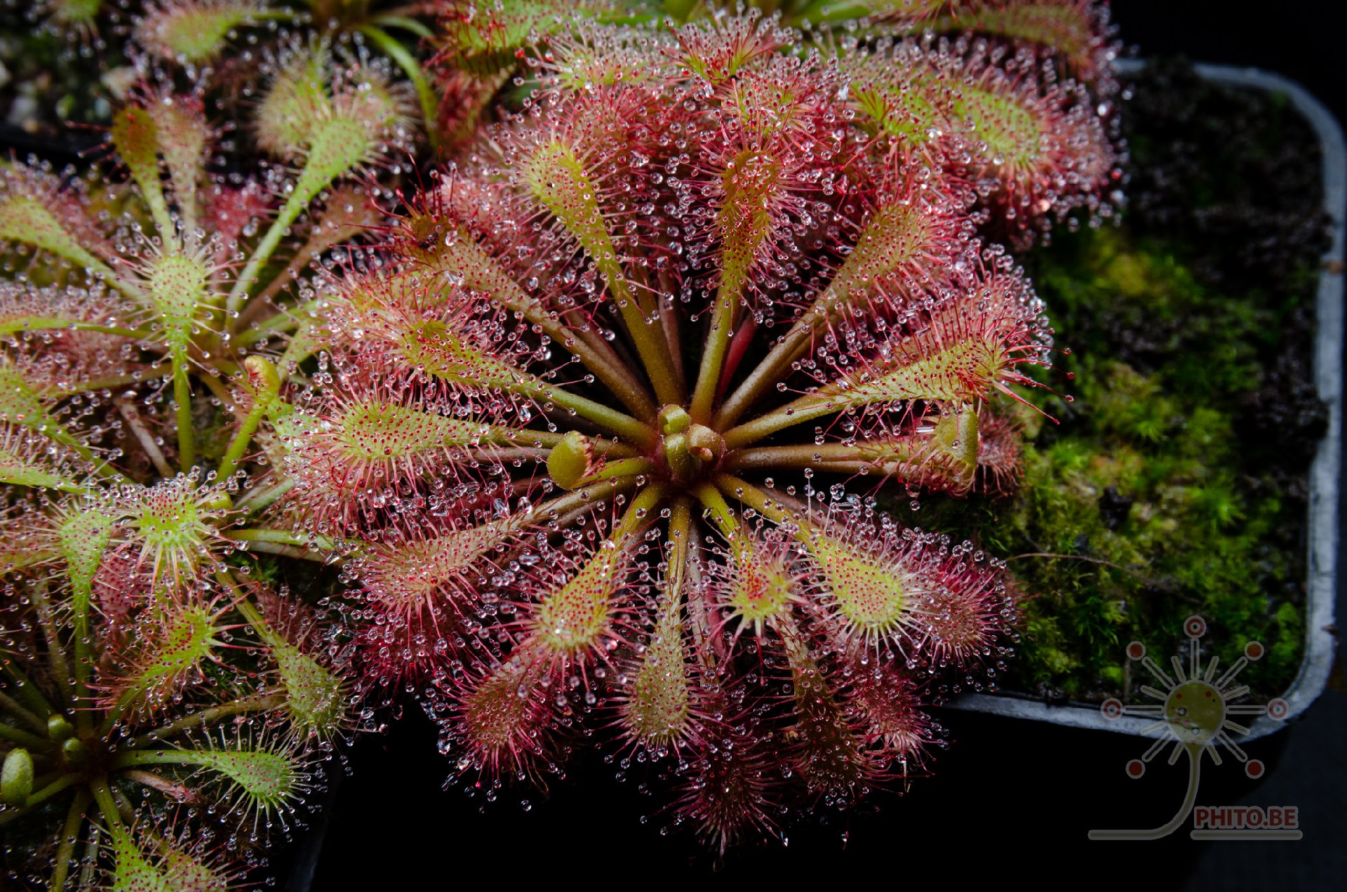 Drosera intermedia x brevifolia