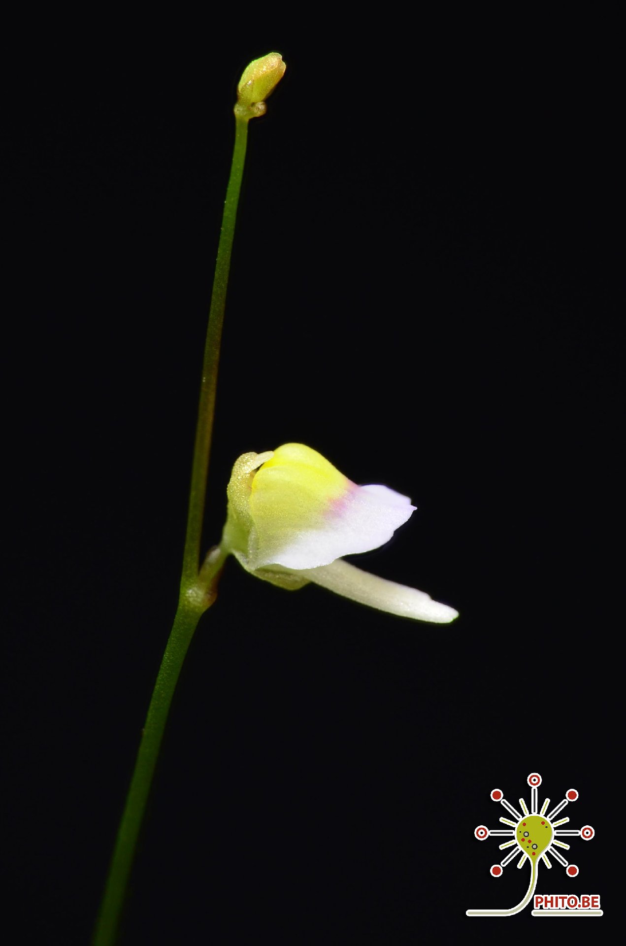 Utricularia bisquamata "small flower"