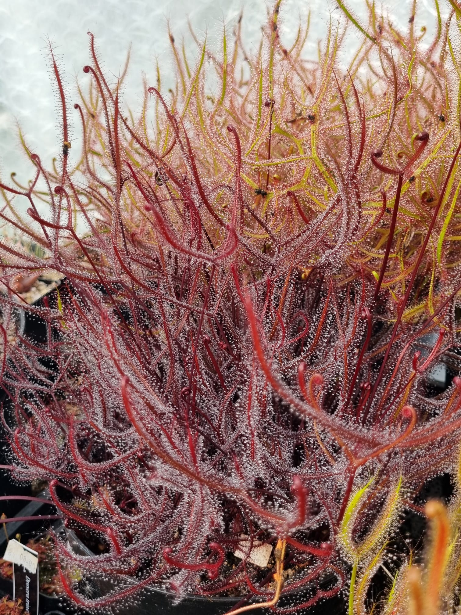 Drosera binata "Burgundy"