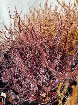 Drosera binata "Burgundy"