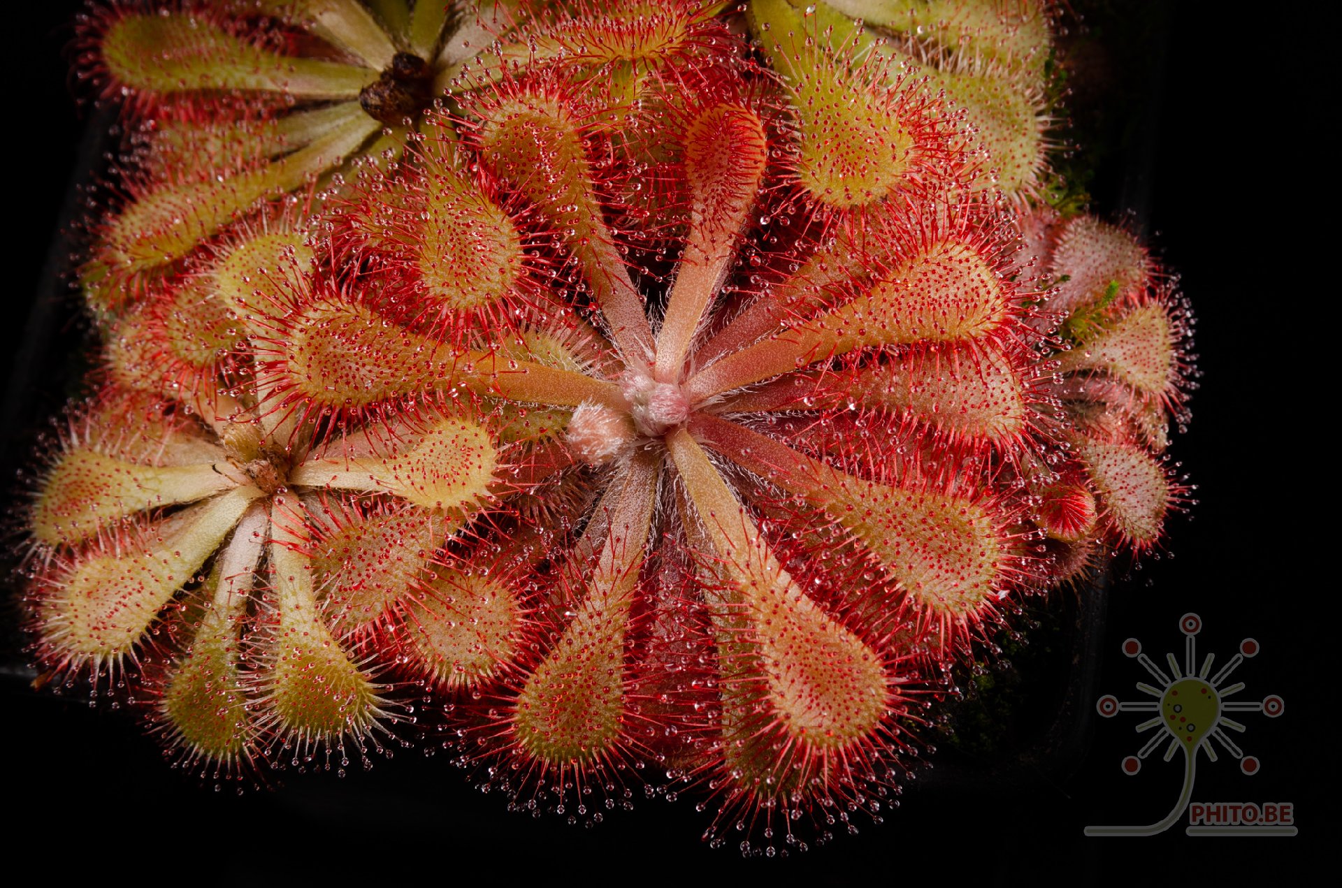Drosera natalensis