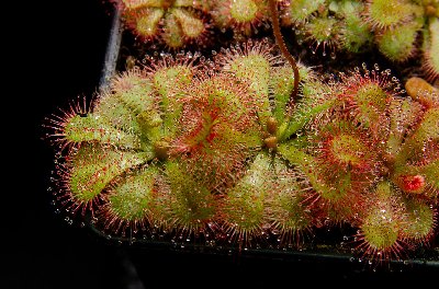 Drosera sp. "Pretty Rosette"