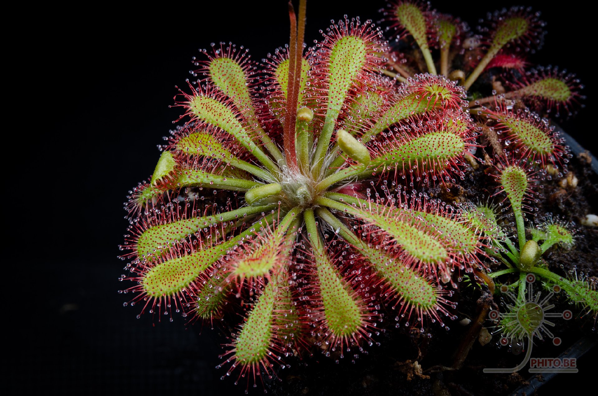 Drosera x "Nagamoto"