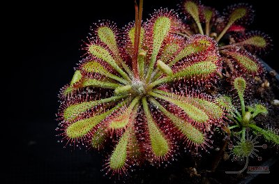 Drosera x "Nagamoto"