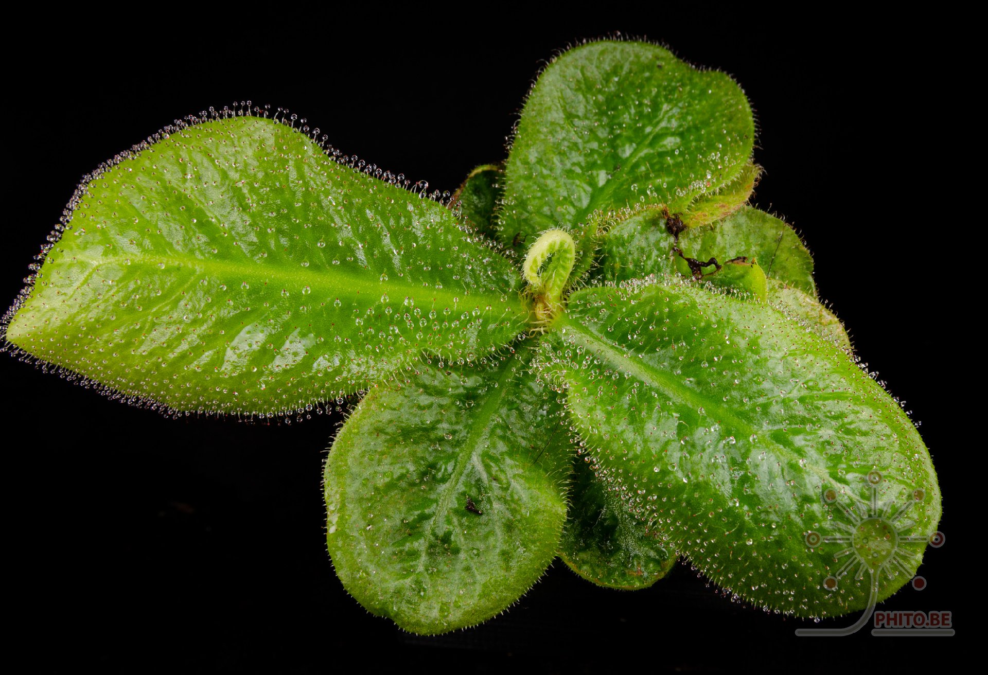 Drosera schizandra