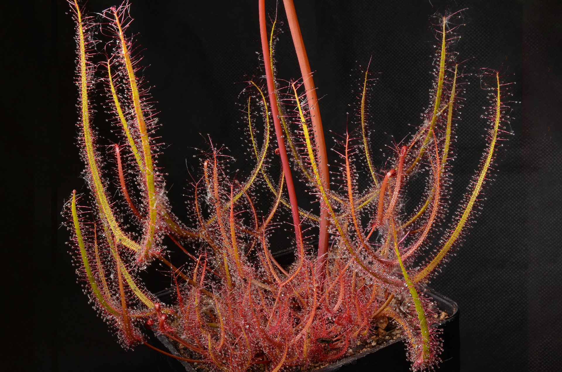 Drosera binata