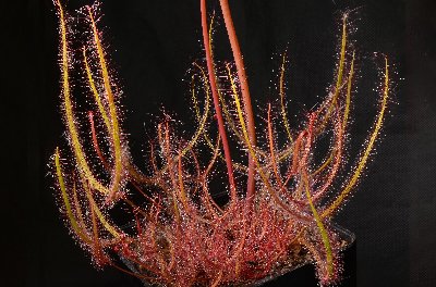 Drosera binata
