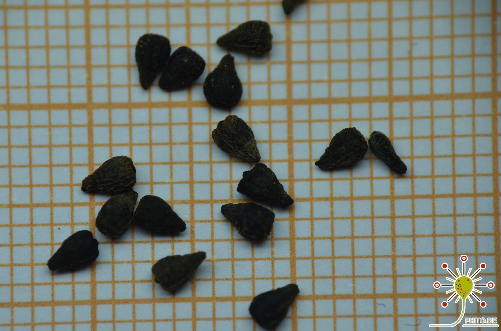 Drosophyllum lusitanicum - 5 seeds