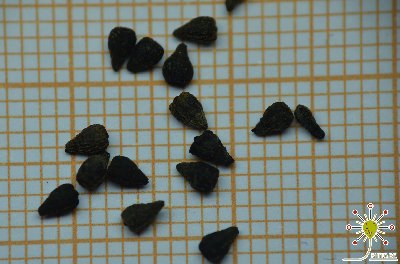Drosophyllum lusitanicum - 5 seeds